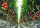 Trucul simplu care îți poate salva roșiile de afide și musculițele albe. Ce plante recomandă specialiștii să cultivi alături de ele