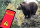 Alertă de urs în România. Un animal uriaș a atacat în plină zi, a rupt gardul electric și a devorat un vițel - VIDEO