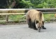 Miercurea-Ciuc, invadat de urși: până la patru intervenții pe zi, în ultimele două săptămâni