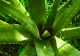 Cum să îngrijești corect Aloe Vera. Trucul care îți va menține planta suculentă și sănătoasă!