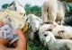 Vești bune pentru crescătorii de animale! APIA anunță un sprijin financiar de peste 48,5 milioane lei 