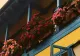 Ce trebuie să știi dacă ai flori pe balcon? Sfaturi utile pentru toți iubitorii de plante decorative