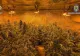 Un vâlcean s-a apucat de „grădinărit”. L-a prins poliția cu 40 de plante de canabis în bătătură