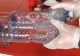 VIDEO - Cea mai ingenioasă capcană pentru șobolani, cu minim de materiale. Ai nevoie doar de două sticle de plastic și niște momeală