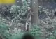 VIDEO - Ca în filmele de comedie. O dronă ucraineană „încolțește” un soldat rus și îl convinge să se predea