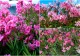 Floarea care poate fi plantată în grădină vara. Rezistă la temperaturi ridicate și este ușor de îngrijit