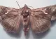 Invazie de fluturi, la Stadionul Giulești, din Capitală. Locuitorii din zonă, terorizați de insecte: "Situația pare scăpată de sub control!"