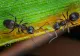 Cum să scapi de furnicile din grădină în mod natural. Soluții de îndepărtare a acestor insecte care pot distruge culturile de legume