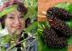 Rețeta pentru dulceață din dude negre, așa cum o prepară Natalia Guberna. Puține gospodine știu ce deliciu pot să facă din fructele oferite gratis de natură