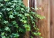 Uniunea Europeană interzice vânzarea și cumpărarea unei plante ornamentale populare, începând cu 5 august 2025