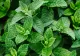 Planta supranumită "energia verde". De ce trebuie să o cultivi și tu în grădină sau ghiveci?