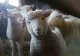 Caz șocant în Germania. Un român sacrifica oi într-un apartament închiriat. Animalele au fost furate dintr-un parc natural