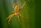De ce NU trebuie să omori paianjenii. Ce rol au, de fapt, aceste insecte? Sigur nu știai asta