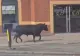 Un taur în galop prin oraș: scene neobișnuite pe străzile din Birmingham
