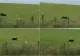 Poliția a fost alertată, după ce pantera neagră căutată în Bulgaria ar fi fost văzută în Giurgiu. Ce spun oamenii legii