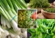 Salată cu ceapă verde și mărar. Rețeta pe care trebuie să o încerci vara aceasta 