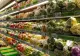 Studiu  îngrijorător: Salatele gata preparate din supermarketuri, contaminate cu un parazit
