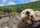 Specialiștii demontează zvonurile conform cărora o familie de castori ar fi împiedicat devierea pârâului Corund