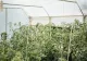 Bolojan începe vânătoarea de "ciocoi" din agricultură. Ce taxe le pune guvernul micilor fermieri?