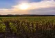 Un val de caniculă lovește România: temperaturi extreme și risc crescut pentru sănătate. Fenomenul apărut o dată cu gradele în termometre
