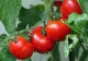Cum să-ți dublezi recolta de roșii cu doar două ingrediente la îndemână. Secretul fermierilor bogați