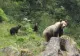 Prezența unei ursoaice cu doi pui, semnalată pe un traseu montan intens circulat din Bucegi. Avertismentul Salvamont Brașov