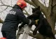 DSU intră în jocul ironiei: „Pantera neagră”, salvată de pompieri într-un pamflet savuros