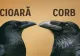 Care sunt diferențele dintre cioară și corb? Multă lumea crede că cioara este femela corbului