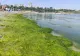 Plajă din Constanța, invadată de alge. Peisajul și mirosul îi pun pe fugă pe turiști. Imagini dezolante și pe litoralul bulgăresc - FOTO/VIDEO