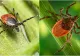 Cum scapi de căpușele din curte. Planta minune care alungă musafirii nepoftiți