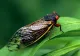 Cine sunt insectele gălăgioase care au invadat orașele și ce le face să fie așa de vocale