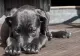 „Pantera” de România, doar un câine? Misterul care a pus autoritățile pe jar timp de 11 zile