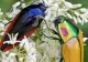 O insectă periculoasă a apărut în pădurile din România. Ce semnal de alarmă trag autoritățile!