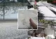 România, între caniculă și ploaie cu grindină. Culturi puse la pământ și curți pline de gheață. Oamenii sunt disperați 