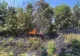 Incendiu de vegetație în incinta Grădinii Botanice din Iași. Pompierii militari au intervenit de urgență 