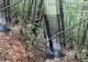 Incendiu în Parcul Național Cozia. Aproximativ trei hectare de vegetație, mistuite de flăcări