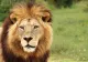 Încă o fiară sălbatică face victime. Un leu evadat de la o grădina zoologică dintr-o destinație turistică iubită de români a atacat un muncitor
