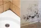 Cum scapi de mucegaiul din baie. Trucul ingenios la care hotelurile de top apelează 