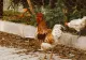 Plante toxice pentru găini. La ce trebuie să fii atent dacă ai păsări de curte
