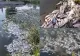 Imagini dezastruoase în Timiș! Mormane de pești morți plutesc în ape. VIDEO