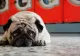 Top 5 rase de câini care suportă cu greu temperaturile ridicate: cum îi ajuți să facă față mai ușor vremii caniculare
