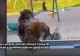 Frumusețile României, motiv de atracție pentru străini. O femeie din America s-a mutat cu familia într-un sat românesc