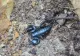 Zeci de scorpioni carpatini, observaţi sub roci într-o comună din România, pe fondul temperaturilor ridicate