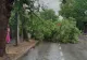 Vijelia a făcut prăpăd în Timiș. Acoperiş căzut peste un copil de 10 ani şi mai mulţi copaci prăbuşiţi peste maşini sau drumuri