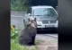 Anchetă: șoferul care părea că vrea să lovească ursul, cercetat