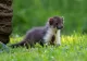Animalele în pericol să dispară în România, în timp ce alte specii amenință să își extindă arealul, din cauza schimbărilor climatice 
