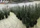 Poliţist din Dâmboviţa, cercetat pentru trafic de droguri, alături de soţia sa: peste 100 de plante de canabis, confiscate 