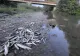 Poluare masivă pe râul Avrig: mii de pești, găsiți morți după o deversare de beton de pe șantierul A13. Reacția autorităților