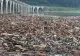 Stare de alertă într-o localitate din județul Neamț, după inundațiile devastatoare din zonă. Pericol pentru sănătatea oamenilor - VIDEO