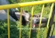 Un șofer băut a ajuns cu mașina în șanț. Bărbatul a fugit de la fața locului
